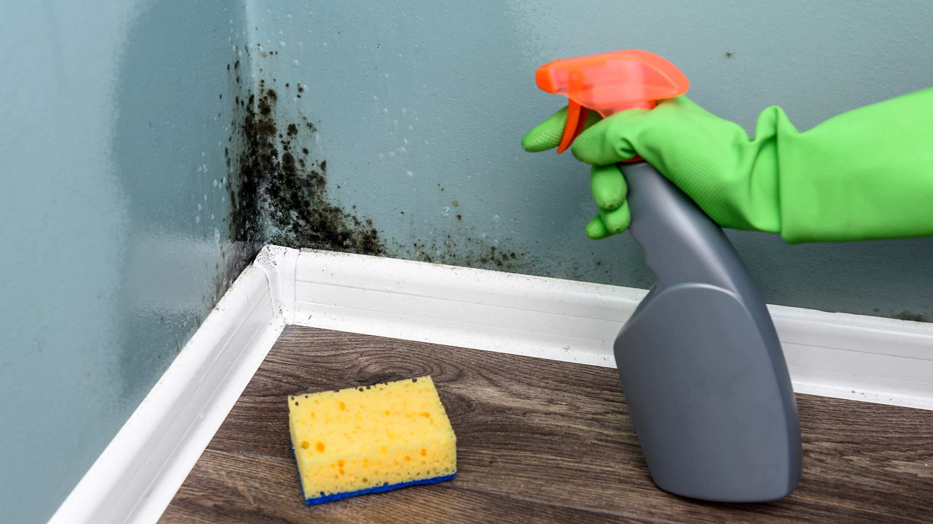 Mold-Cleanup